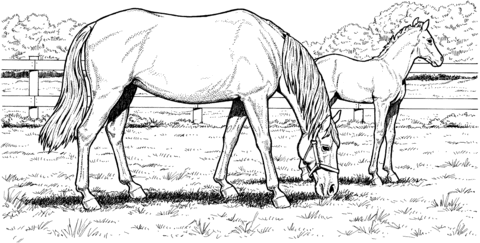 Grazzing Mare Horse And Filly Coloring Page